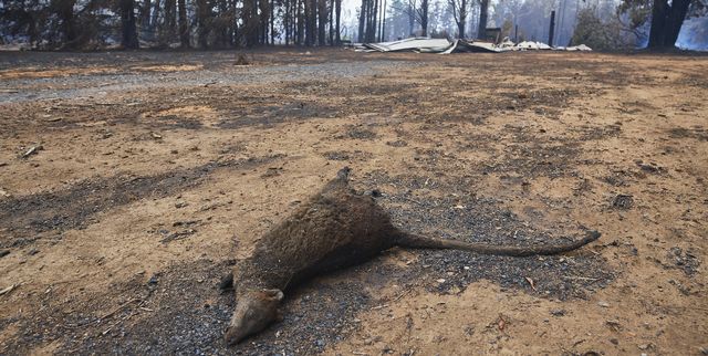 Australia Wildfires: 480 Million Animals Dead as Video Shows Damage