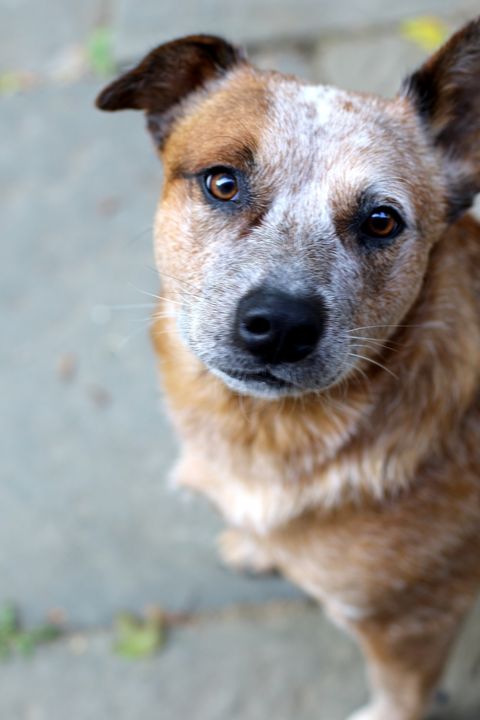 australian cattle dog with one ear up and one down with white and brown hair