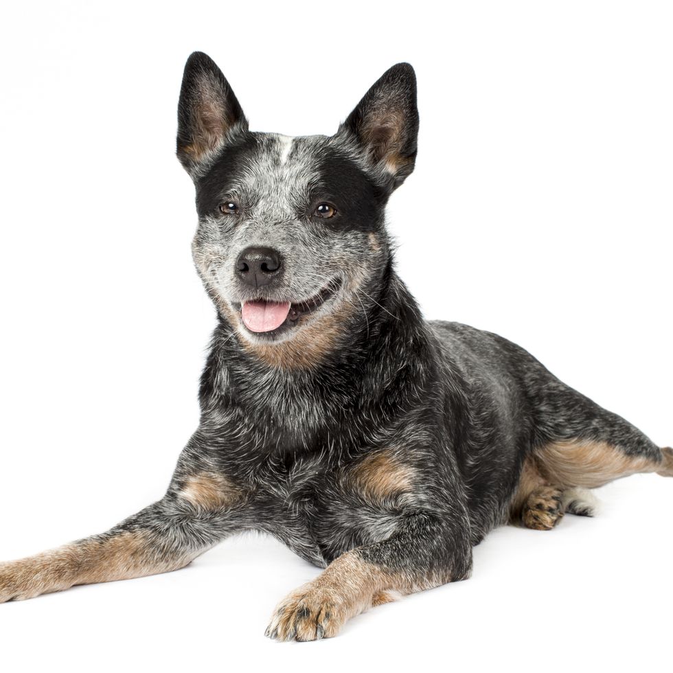 healthiest dog breeds australian cattle dog