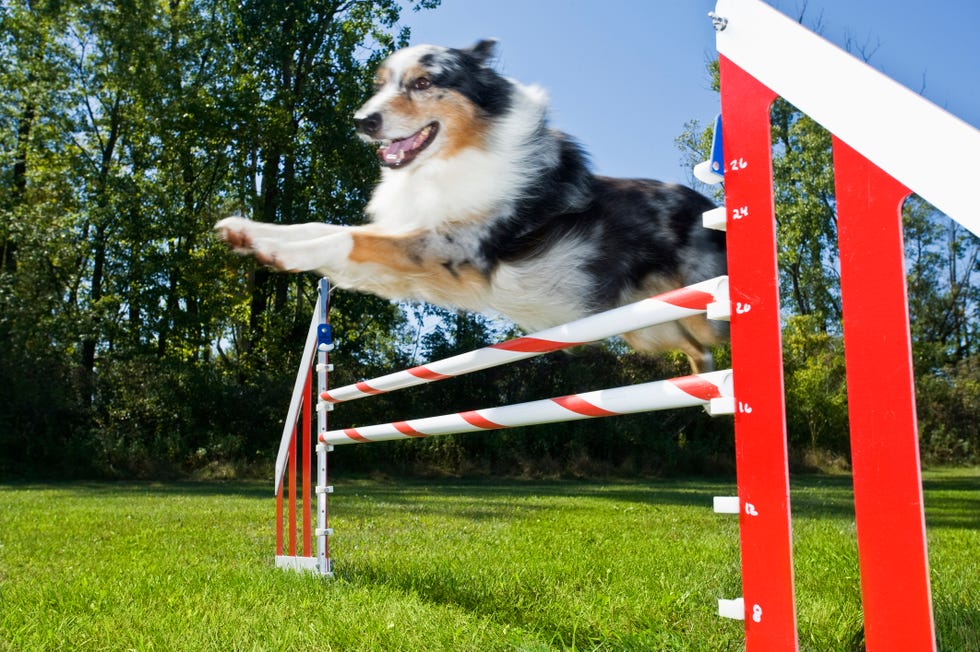 12 easiest dogs to train australian shepard