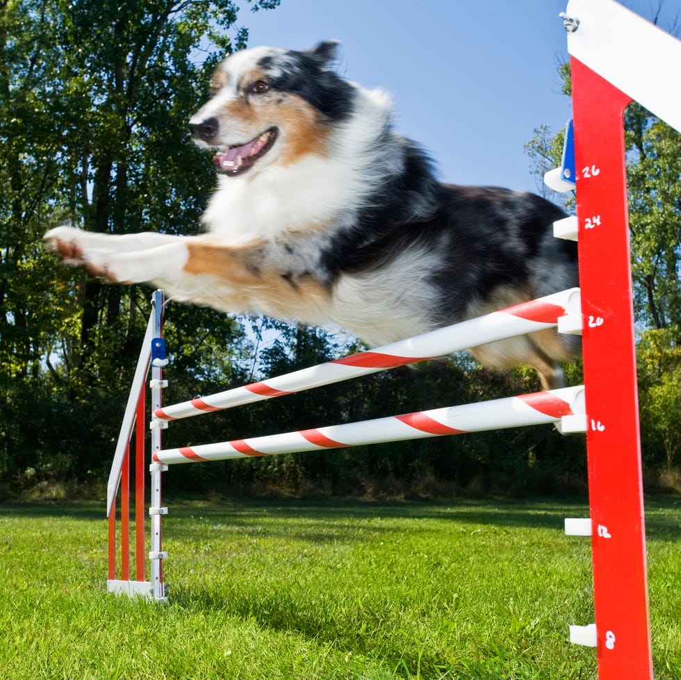 12 Easiest Dogs to Train - Australian Shepard 12 easiest dogs to train australian shepard