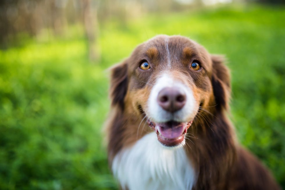 Australian Shepherd Brown Happy In Field