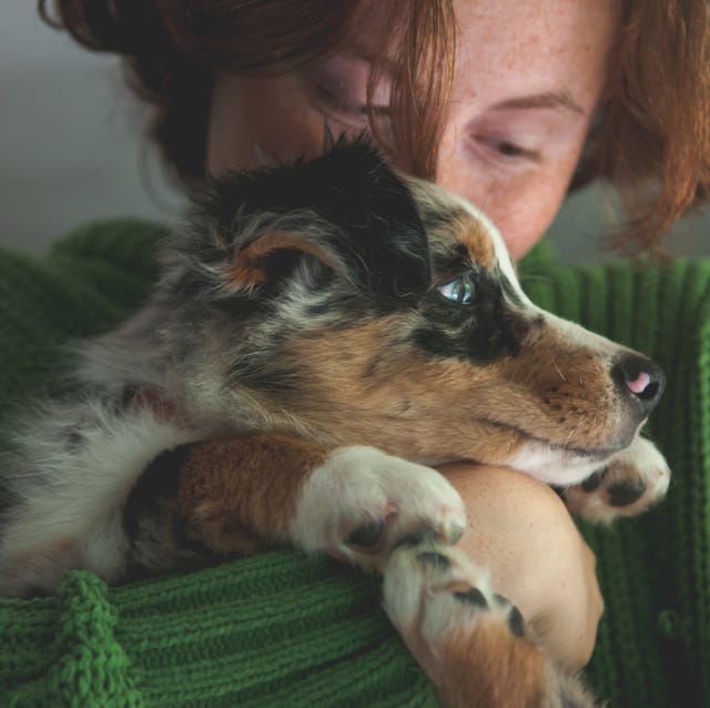 大切な愛犬の健康と命を守るために、犬が食べると体に悪い影響が出たり、場合によっては命にかかわることもある食べものを知っておくことが重要です。この記事では、﻿「犬が食べると危険な食べもの」について、﻿﻿アメリカンケネルクラブ﻿の獣医部長であり、救急医療に長年携わってきたジェリー・クライン獣医師﻿が解説。﻿