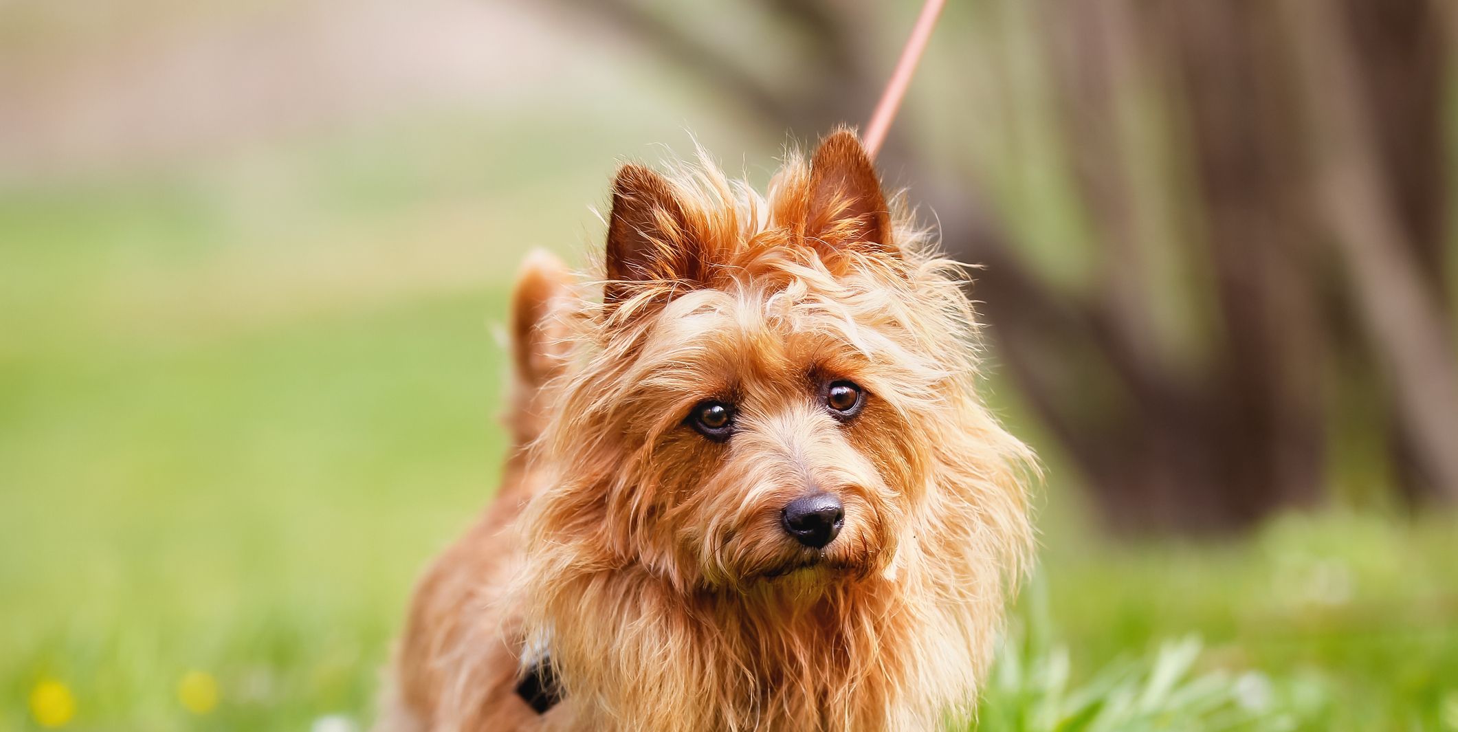 which is the best small dog breed