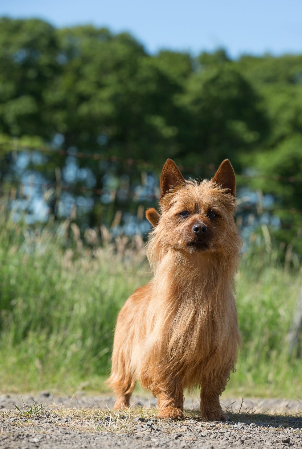 australian terrier
