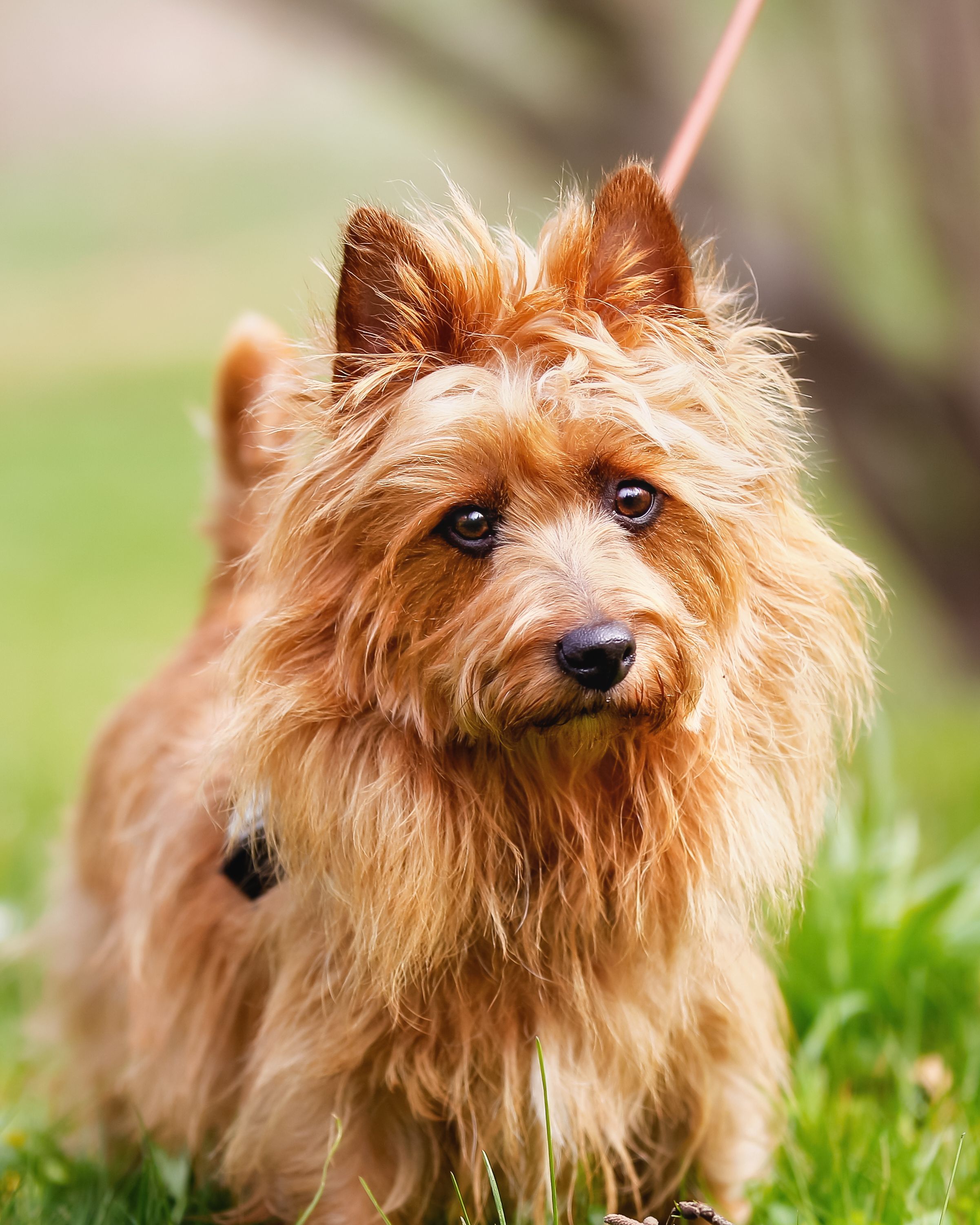 terrier dog breed chart