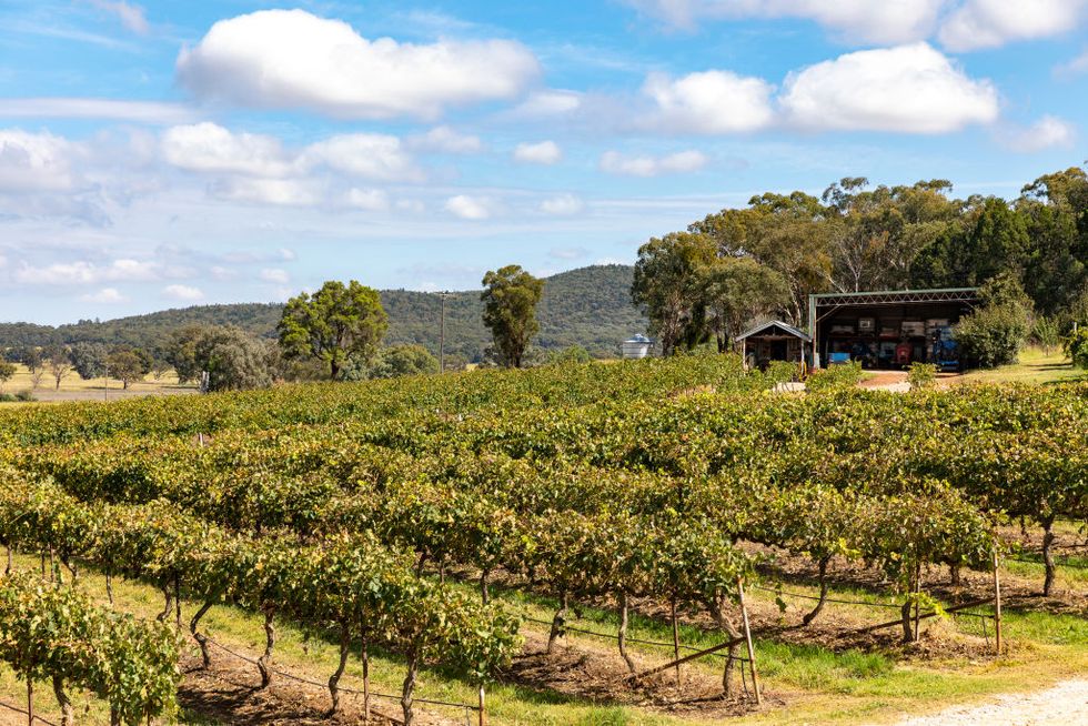 australian vineyard in mudgee wine region of australia