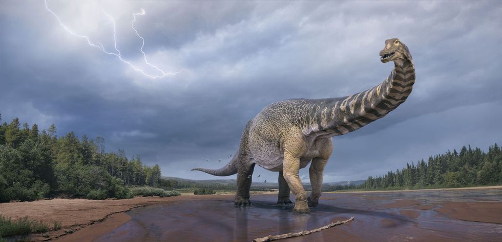 Ongeveer 95 miljoen jaar geleden schudde de grond van het huidige noordoosten van Australi onder de poten van een enorme dinosaurus met ellenlange hals de Australotitan cooperensis