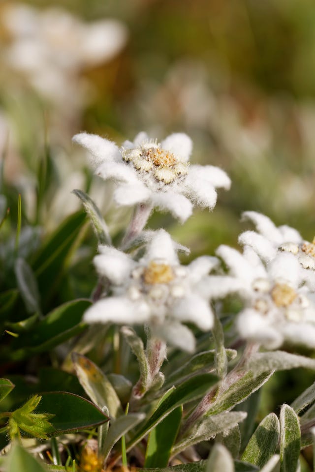 Stella alpina (Leontopodium alpinum),primo piano,fiore Stock Photo