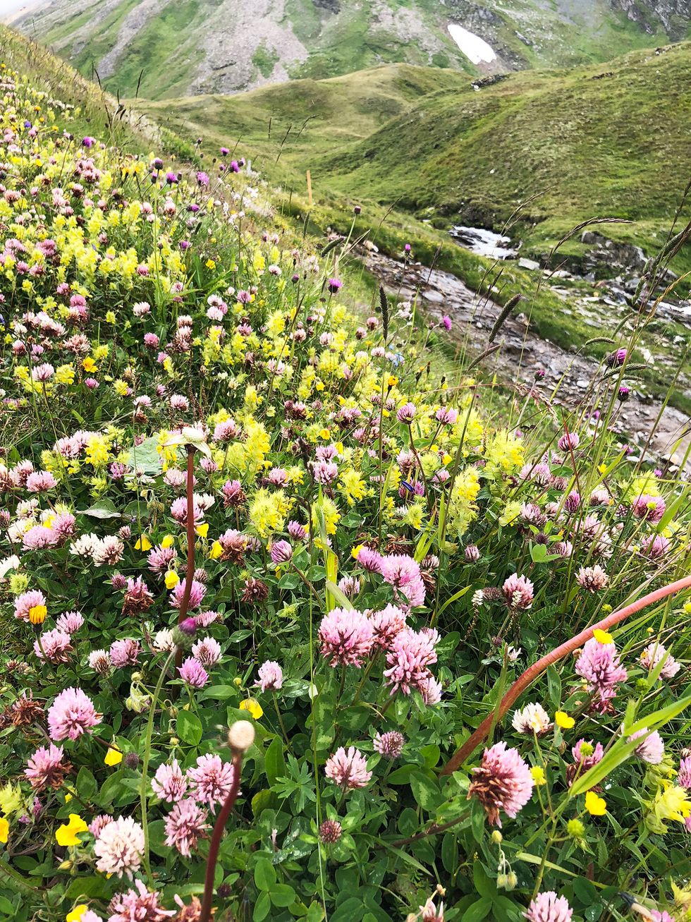 Wild flowers, Austrian alps
