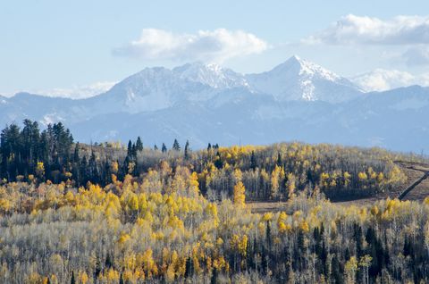 autumn at the guardsman pass and aspens at peak color, park city, utah in the colorado rocky mountains