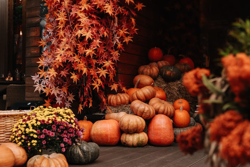 autumn background a pile of orange pumpkins lies on the wooden floor the interior of the cafe decorated with bright ripe pumpkins for halloween outdoor