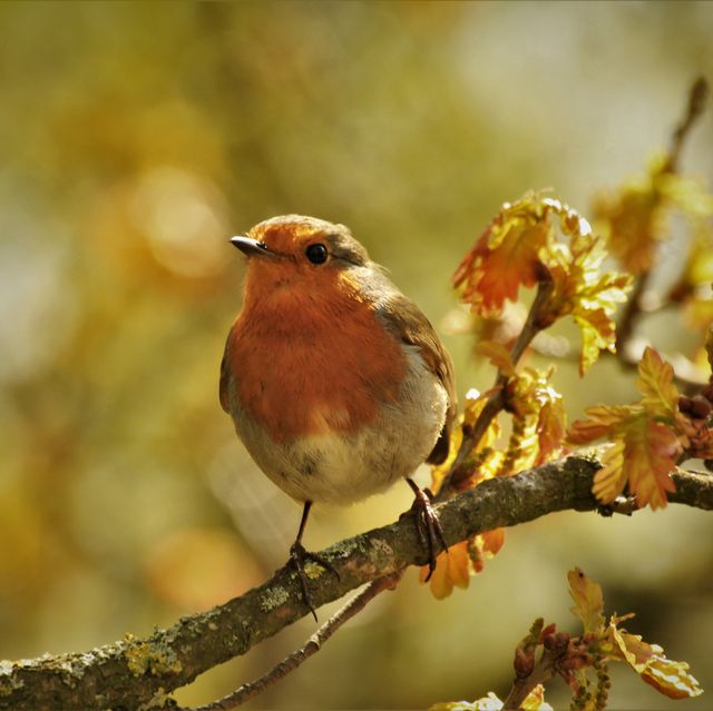 a robin purched on a branch looking to the side on a sunny day