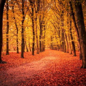 trekking foliage ottobre liguria
