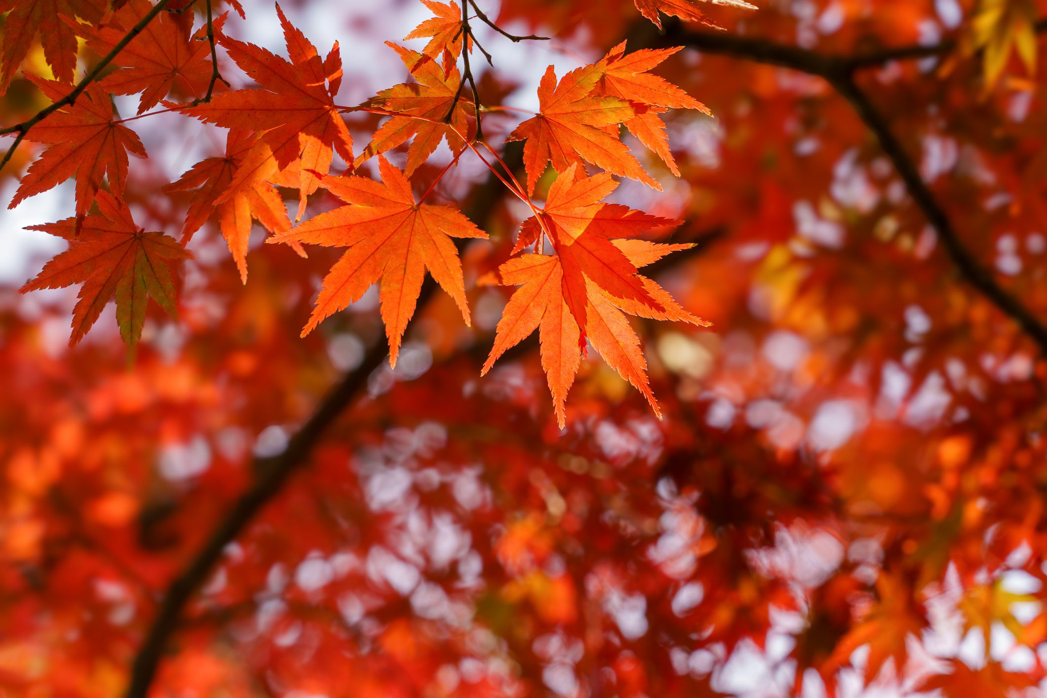 紅葉が楽しめるおすすめ庭木＆植物16選｜家の庭で美しい秋を堪能しよう！