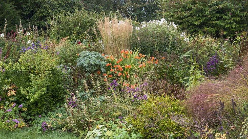 autumn colour in an english country garden