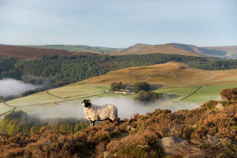 lone sheep on whinstone lee tor in the derwent valley a beautiful autumn morning in the hills of derbyshire with light mist drifting through the valley below