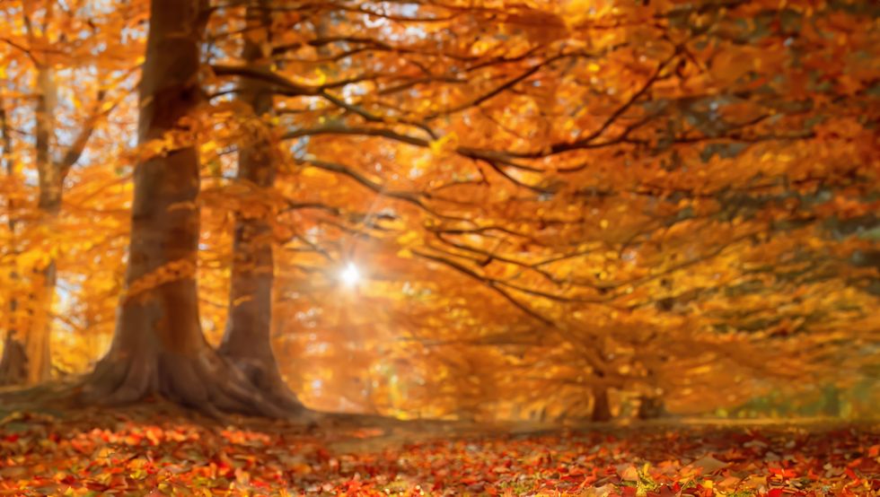 foliage liguria​