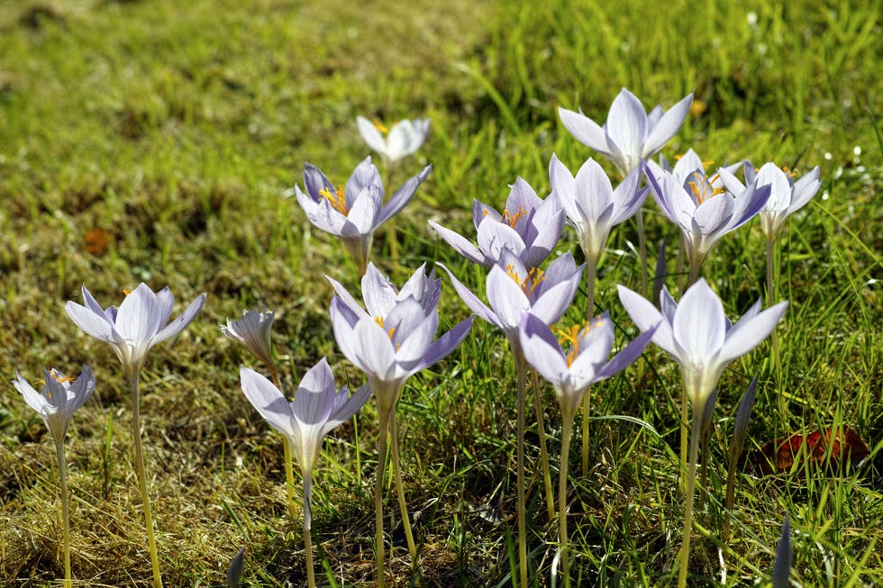 autumn crocus