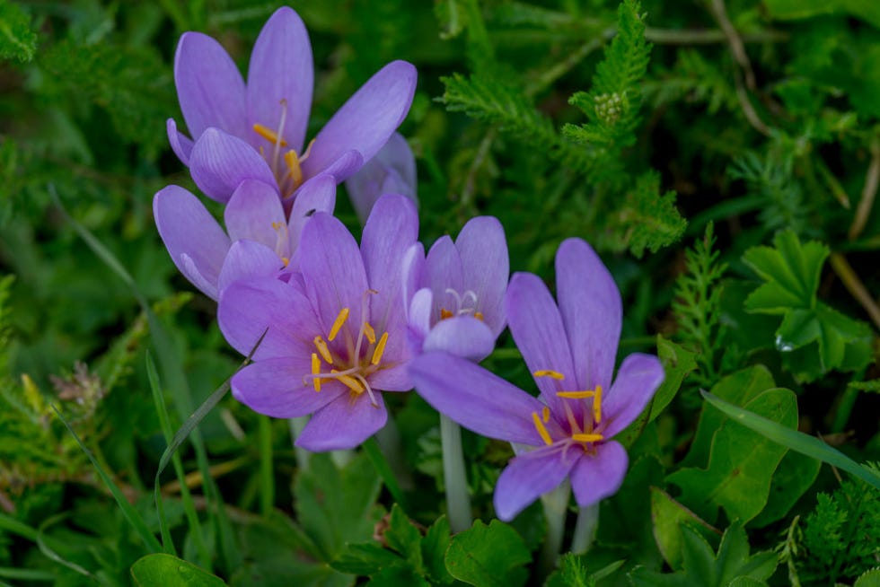 dolomites, italy 2024/09/04: close up of alpine meadow saffron