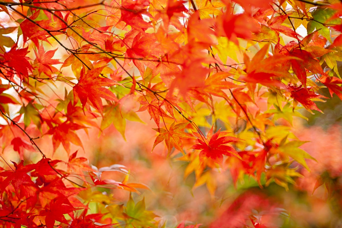 Autumn Equinox: When Does UK Autumn Start in 2023?