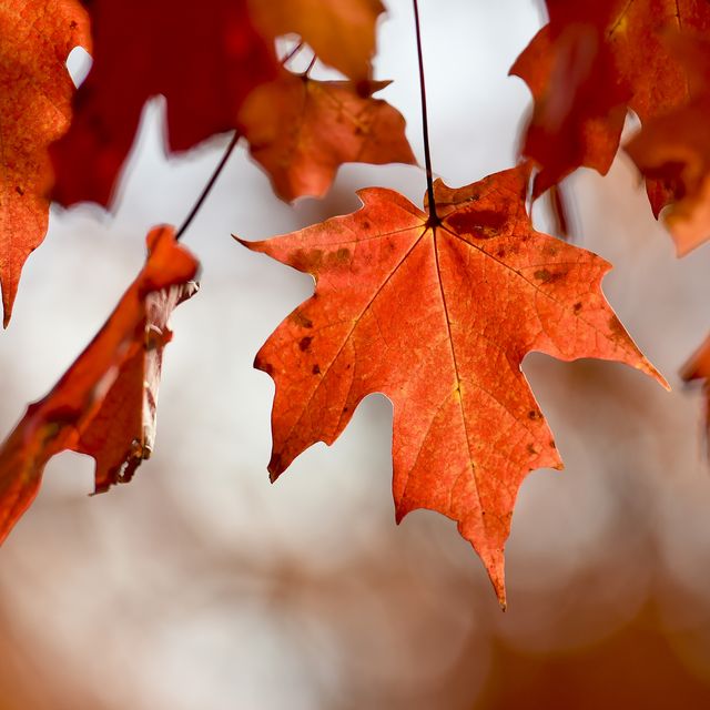 Why Do Leaves Change Color in the Fall, Anyway?