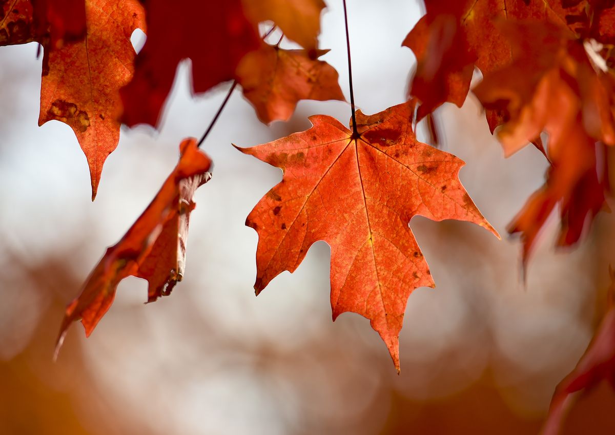 autumn colors fall foliage in pennsylvania town