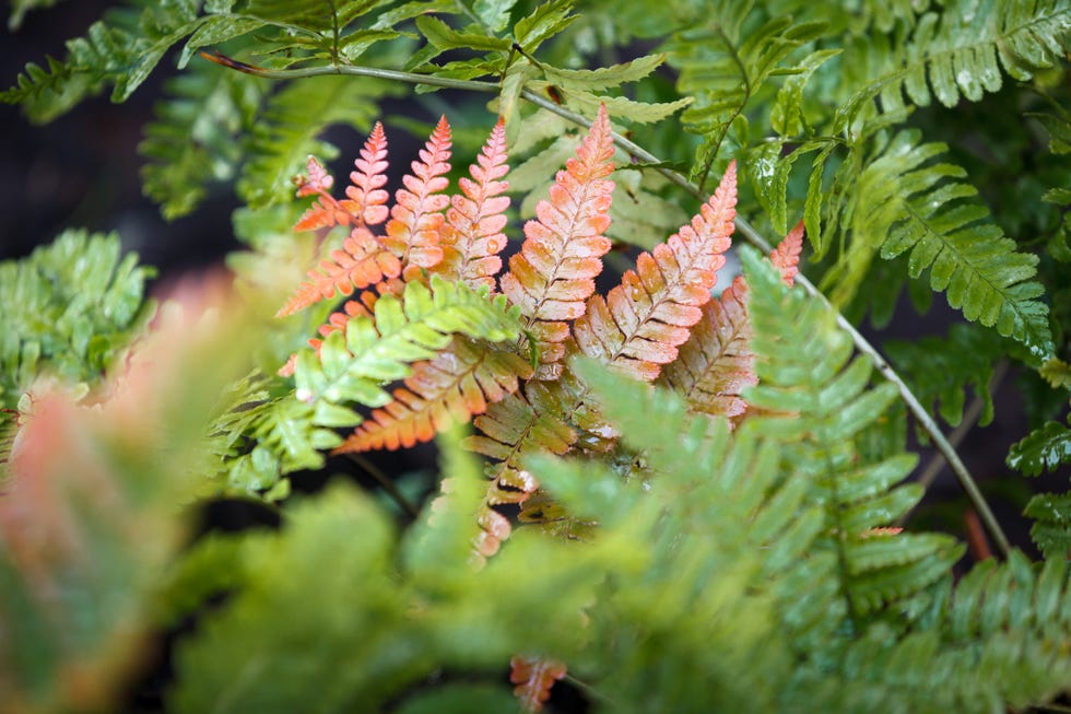 Best Shade Perennials Fall Ferns