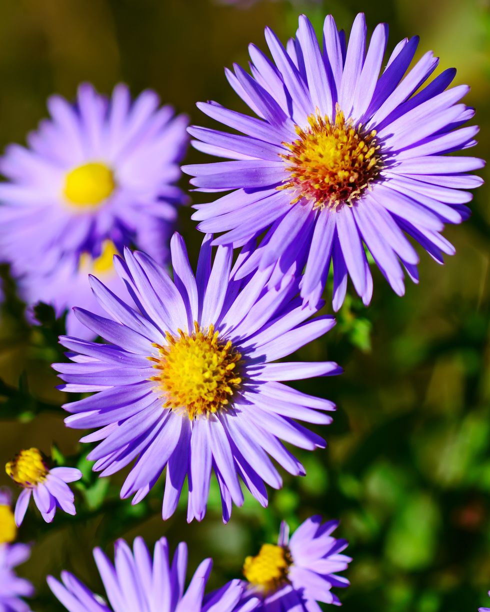 autumn flowering aster little carlow, background from tender soft violet blue beautiful flowers, floral background