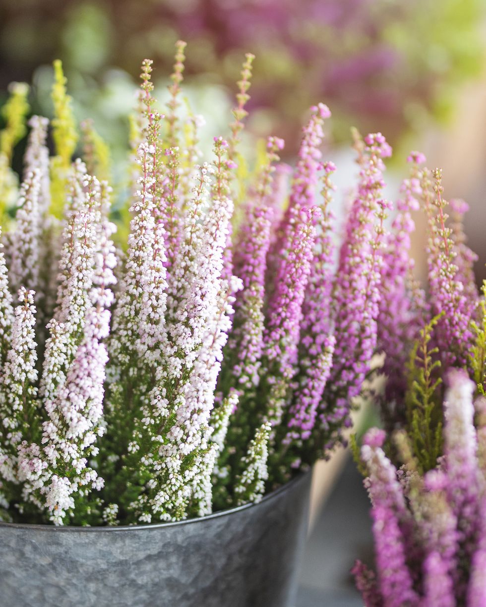 flowering heather in a zinc pot outdoors in the sunlight the flowers are purple, pink and green