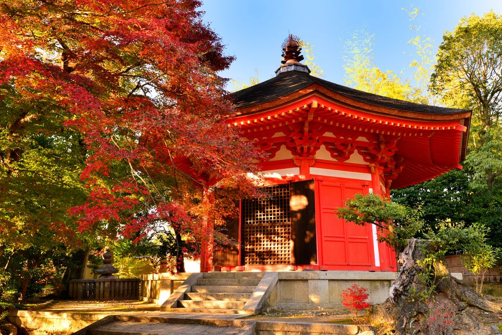autumn foliage of tofuku ji temple, kyoto