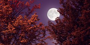 autumn full moon and red leaves