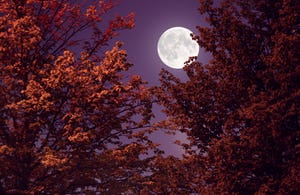 autumn full moon and red leaves