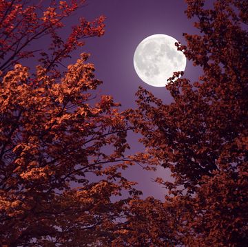autumn full moon and red leaves
