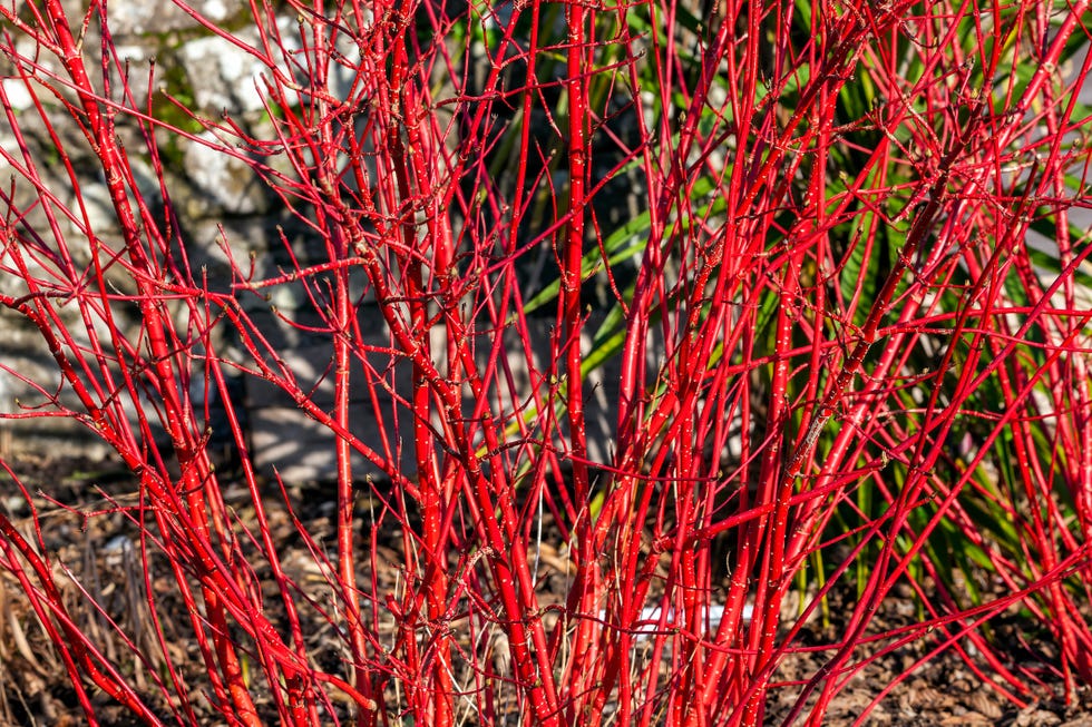 cornus alba 'sibirica' shrub with crimson red stems in winter and red leaves in autumn commonly known as siberian dogwood, stock photo image