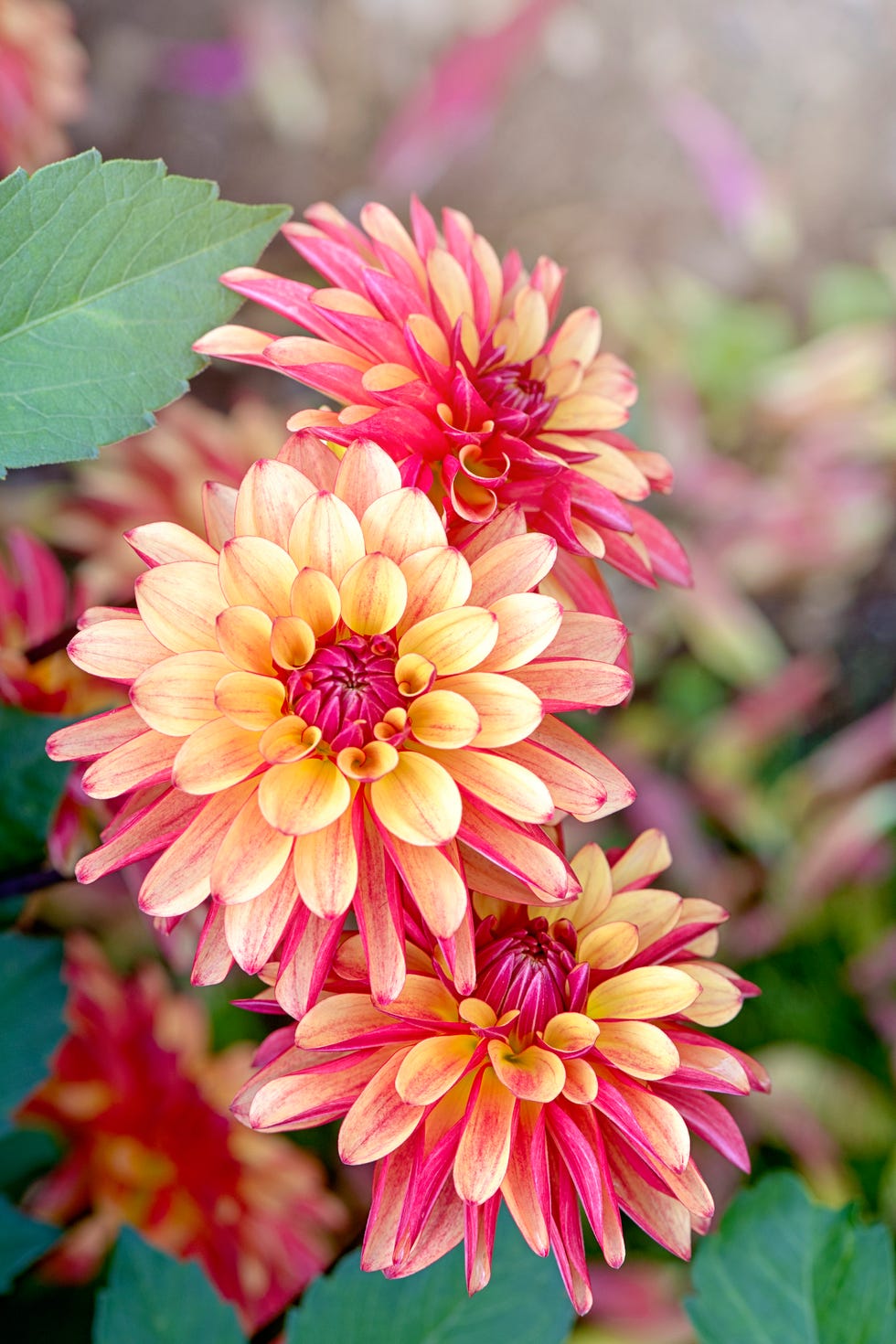 close up image of the beautiful summer flowering double orchid pink dahlia 'julie one' flower in soft sunshine