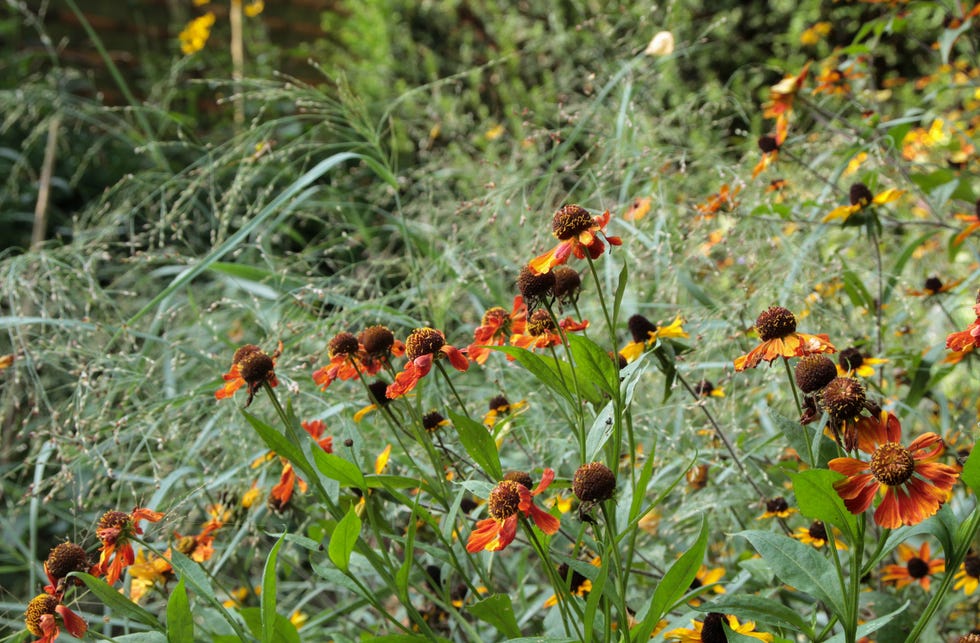 helenium 'indianersommer' and panicum 'prairie sky'