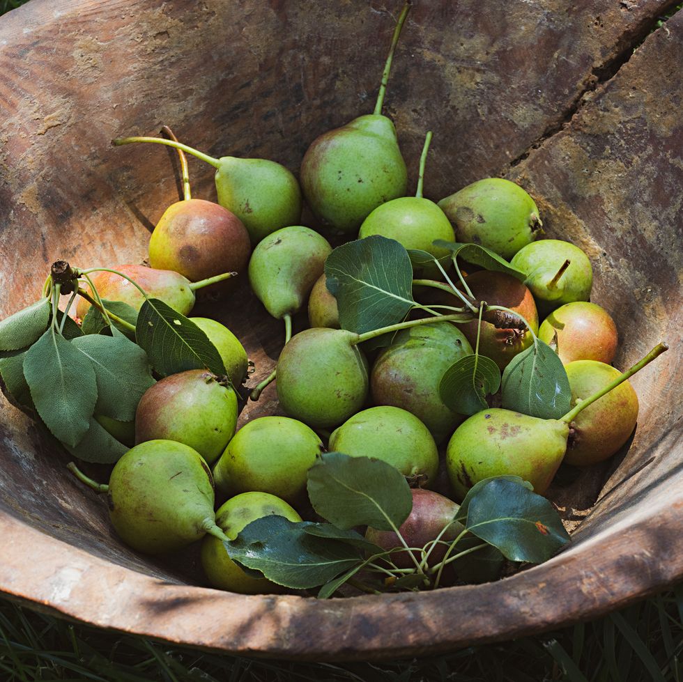 freshly picked pears in a wooden bowl