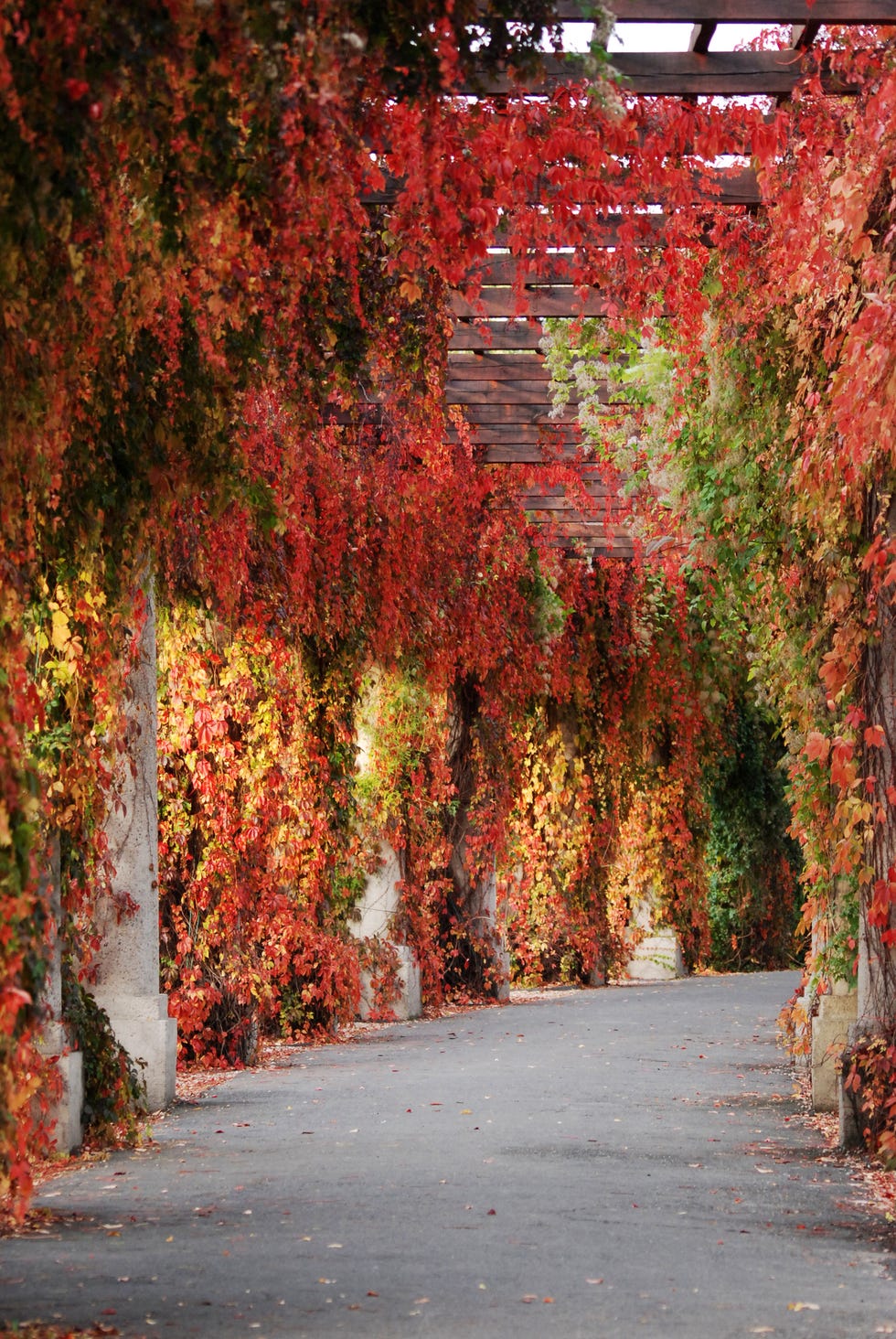 autumn pergola with flowers