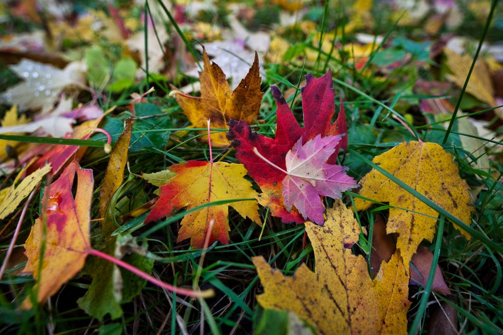 autumn leaves