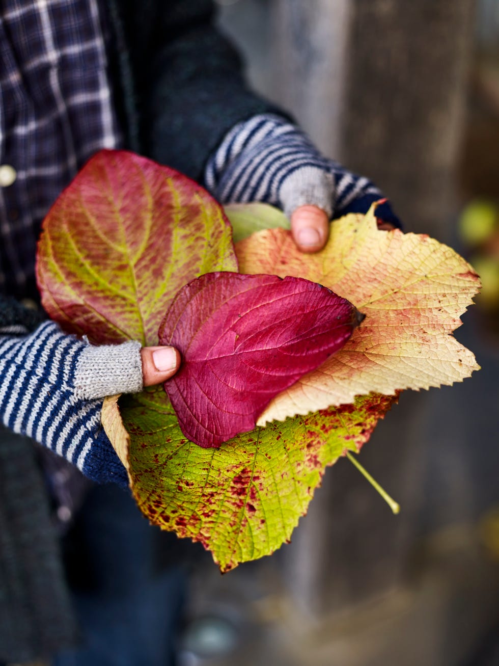 How To Reuse Dead Leaves This Autumn — Autumn Gardening