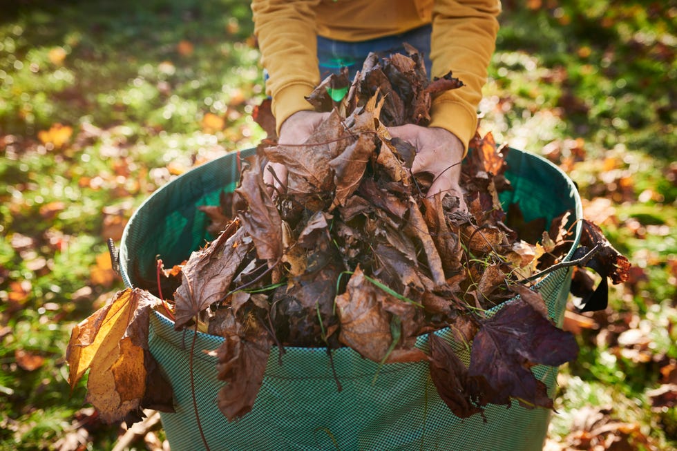 autumn leaves, close up