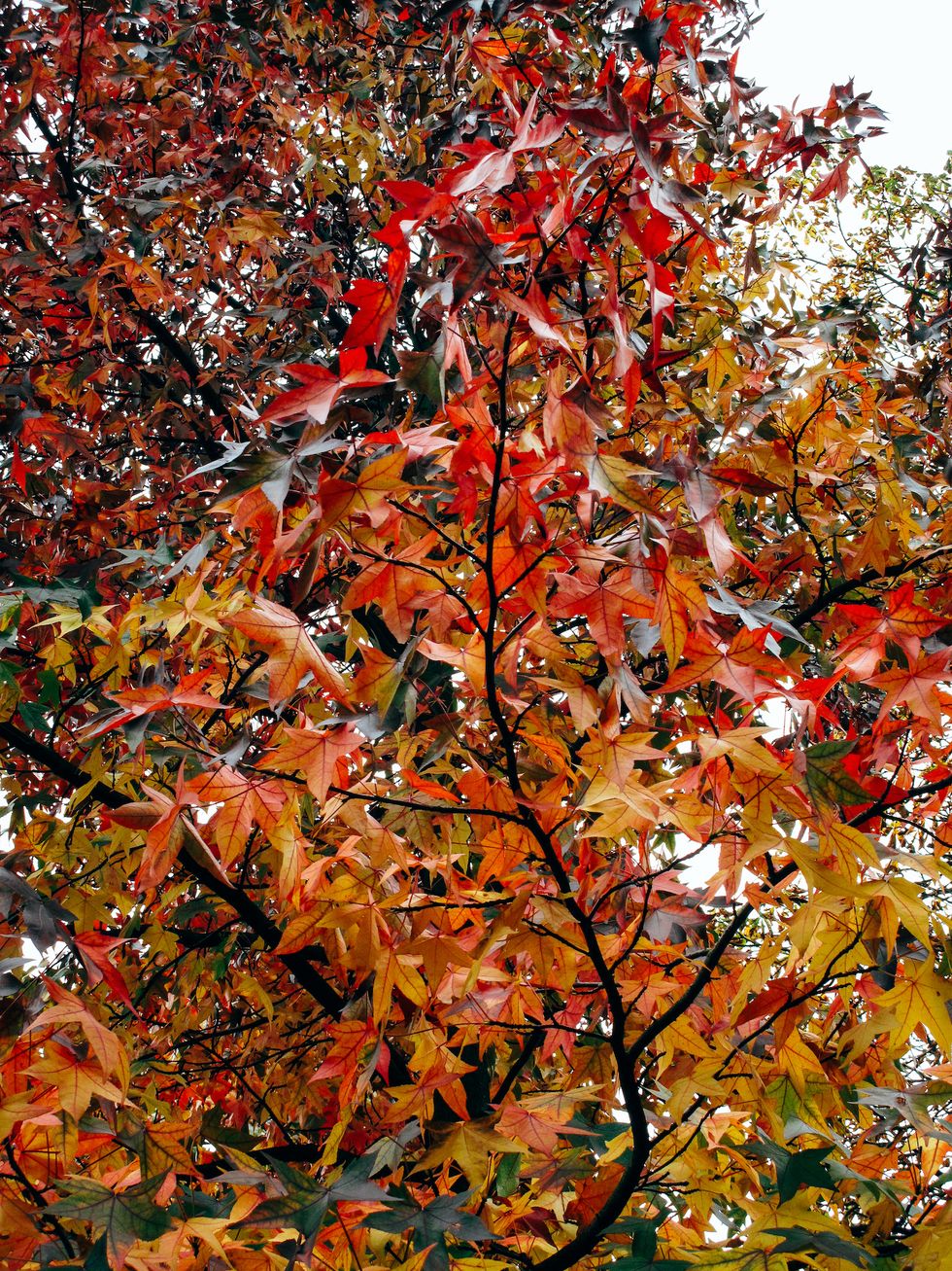 Sunnydaze Decor Autumnal Floral Entrance Mat, Red