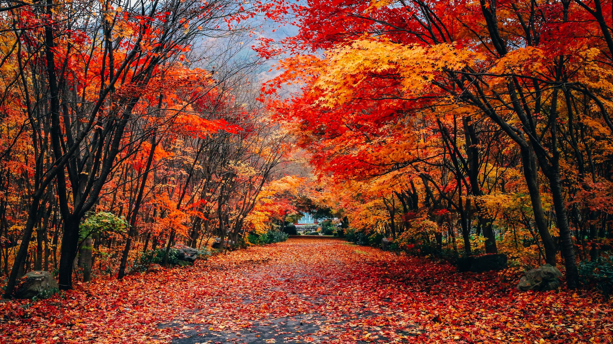 Why Do Leaves Change Color in the Fall? Autumn Foliage, Explained