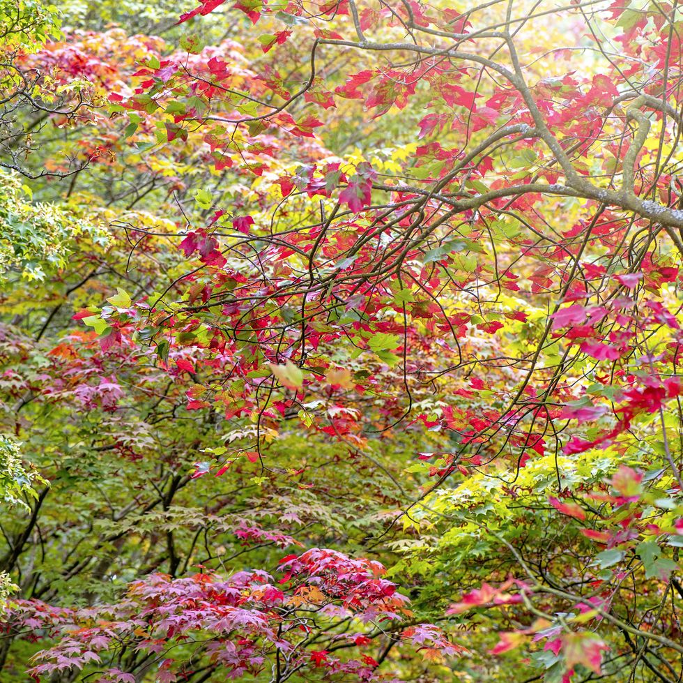 vibrant red autumn leaf colour changing on japanese maple trees   acers in soft sunshine