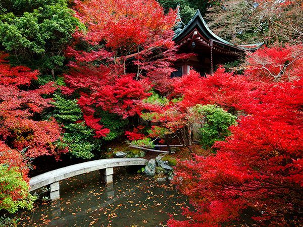 Herfstbladeren bedekken een tempel in Kyoto Japan