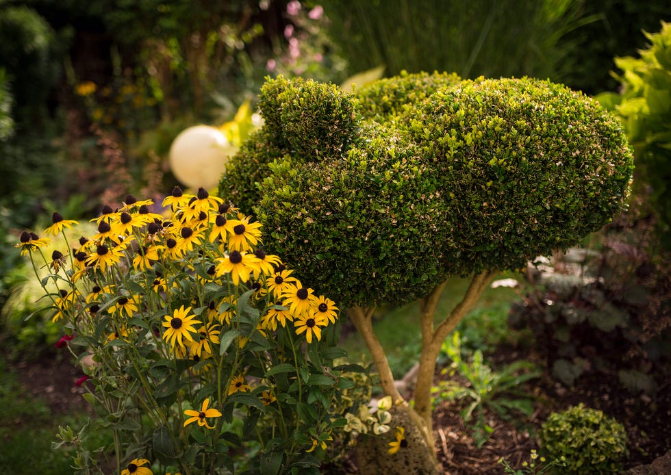 autumn plants chelsea flower show trends