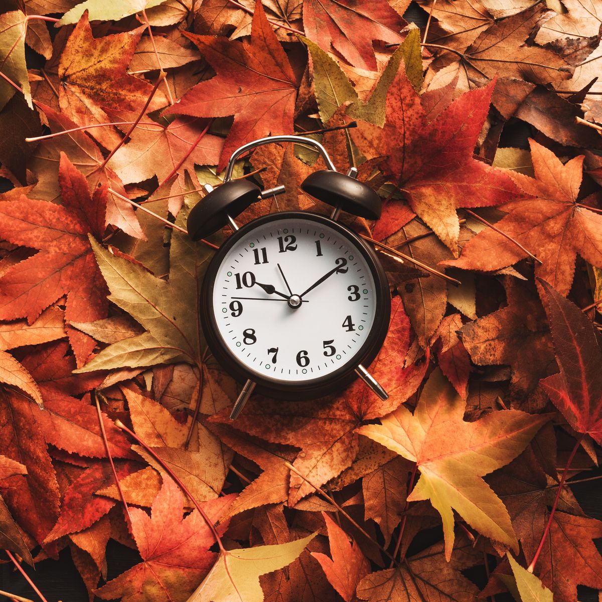 autumn season time, alarm clock in dry fall leaves