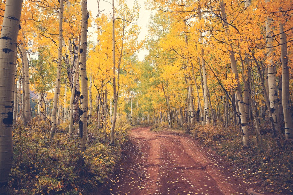 autumn trees and path