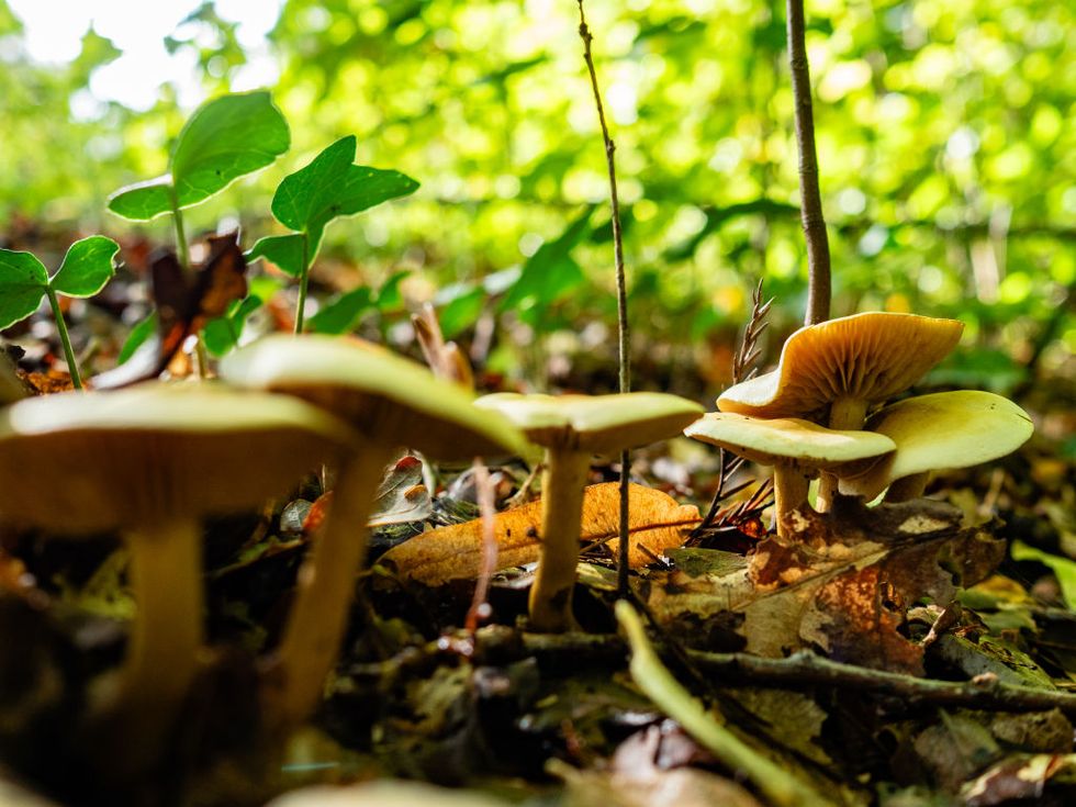 mushroom season is in full swing in the netherlands